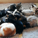 Z1000 猫好き必見!37匹のネコが暮らす築105年の古民家!ひげまるカフェランチツーリングin京都府京北上弓削町