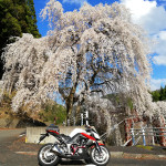 Z1000 ボリューム満点の大きな海老天とじ丼とサクラ満開お花見ツーリングin福井県高浜町