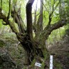 マジェスティ 七種類の木々が合体した不思議な巨木「七色の木」ツーリングin京都府京丹波町
