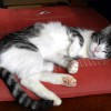 マジェスティ 亀岡 夢コスモス園＆古民家ねこカフェツーリング