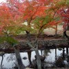 マジェスティ 秋の味覚マツタケうどん＆奈良公園紅葉ツーリング