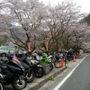 マジェスティ 千本桜の大野ダムさくら祭りツーリングin京都府南丹市