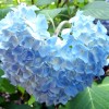 マジェスティ 神戸市立森林植物園あじさいツーリングin兵庫