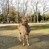 Z1000 鹿パラダイスの奈良公園ぷちツーリングin奈良県奈良市