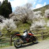 Z1000 又兵衛桜＆千年桜お花見ツーリングin奈良県宇陀市