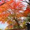 Z1000 琵琶湖一周びわいち紅葉ソロツーリングin滋賀県長浜市