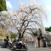 Z1000 魚ヶ渕吊り橋の枝垂れ桜＆舞鶴港直送お刺身でお花見ツーリングin京都府右京区京北